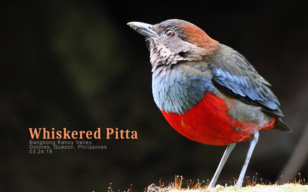 Bird Photography